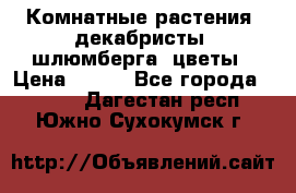 Комнатные растения, декабристы (шлюмберга) цветы › Цена ­ 300 - Все города  »    . Дагестан респ.,Южно-Сухокумск г.